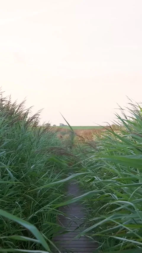 Point of view walking on a wooden path through tall grass Stock Footage 327111788