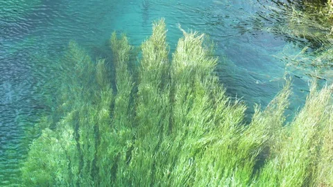 Point of view: watching the plants wave rhythmically under blue spring Putaruru Stock Footage 104590087
