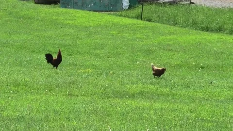 A Point of View of Watching a Rooster and a Hen Stock Footage 195060471