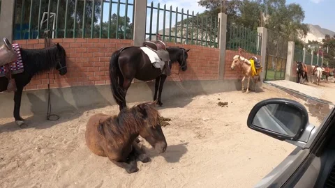 Point of view watching several horses tied up and tired in the sun Stock Footage 141939475