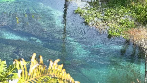 Point of view: watching a small fish swim in the Blue Spring Putaruru 스톡 동영상 104589897