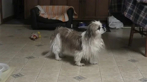 A Point of View of a Wet Dog After a Bath Vidéo 155770011