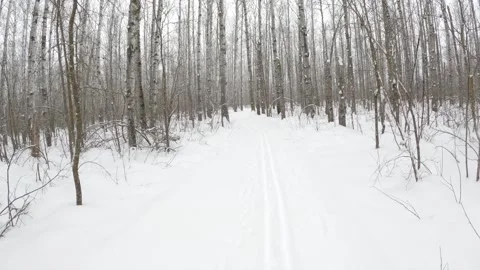 Point of view while cross-country skiing along a snowy winter trail as snow Stock Footage 308587559