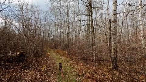 Point of view while walking a small puppy dog along a trail through an autumn Stock Footage 320323459