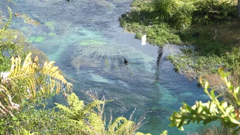 Point of view:  A white butterfly and ducks enjoy the Blue spring Putaruru Video stock 104589937