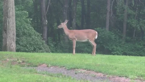 A Point of View of a Whitetail Deer 스톡 동영상 155560947