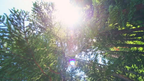 Point of view wide low angle view 360 roll rolling shot on sun behind trees Video stock 249349152