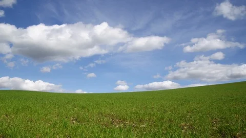 Point Of View, Wide Shot, Close-Up, 10 Seconds Or Greater, Meadow, Field, Stock Footage 94013827