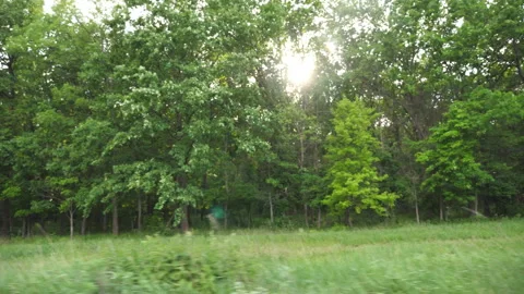 Point of view from the window of moving car on green forest at sunny day Stock Footage 92371223