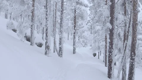 Point of view into the winter frozen forest  Stock Footage 86220447