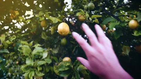Point of view of a woman's hand picking a lemon from a tree in summer. Stock Footage 179010023
