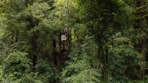 Point of view zipline in forest in New Zealand Stock Footage 90312977