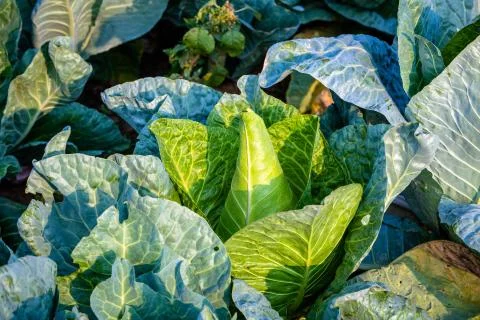 Pointed cabbage in the garden Stock Photos