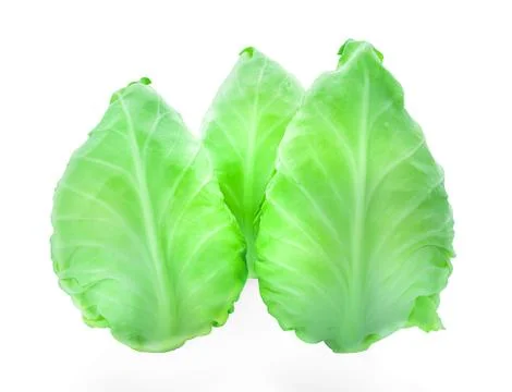 Pointed cabbage isolated on white background Stock Photos