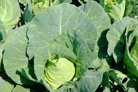 Pointed cabbage Stock Photos