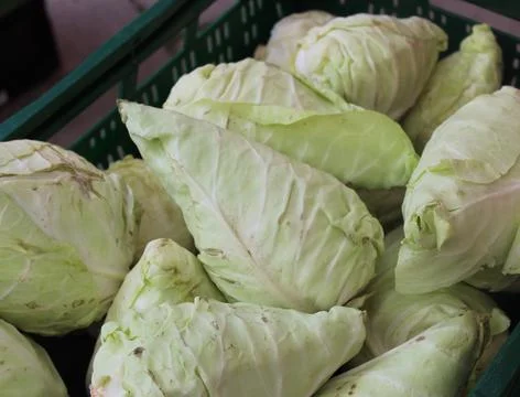 Pointed cabbage Stock Photos