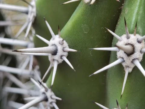 A pointed cactus with many spines Stock Photos