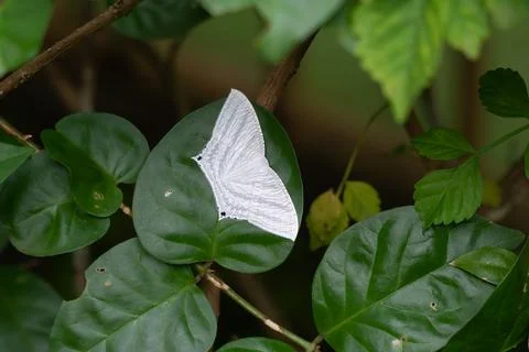 Pointed Flatwing butterfly Stock Photos