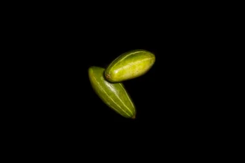 Pointed gourd on a black background Stock Photos