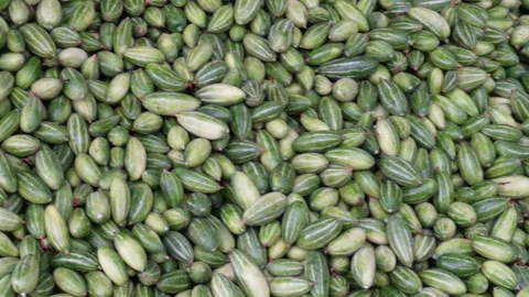 Pointed gourd Stock Footage 346240079