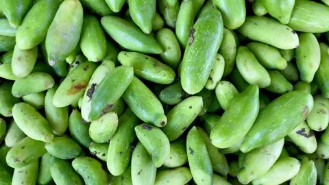 Pointed gourd or parval is a good source of vitamins and minerals. Stock Footage 287438352