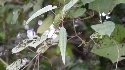 Pointed gourd vine and fruit Stock Footage 320015491