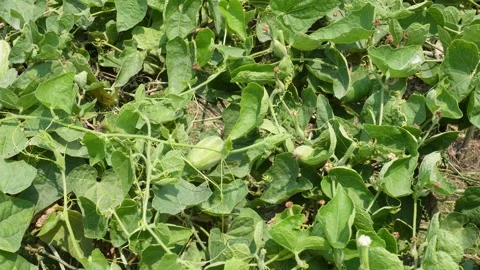 Pointed Gourd Vine Stock Footage 333964080