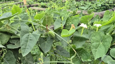 Pointed Gourd Vine With White Flowers And Young Fruit On Trellis Close Up Shot Stock Footage 342695957