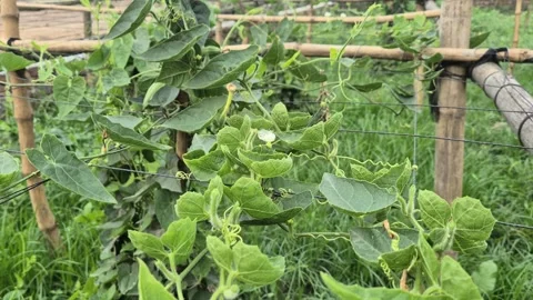Pointed Gourd White Flower And Baby Vegetables On Bamboo Trellis Bangladesh Stock Footage 339427290