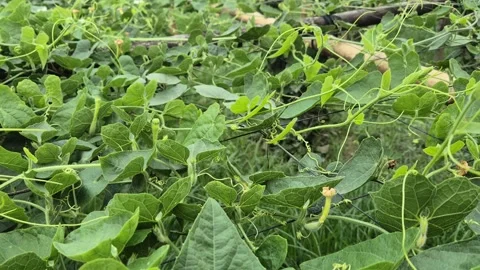 Pointed Gourd White Flower And Baby Vegetables On Bamboo Trellis Bangladesh Stock Footage 339427299