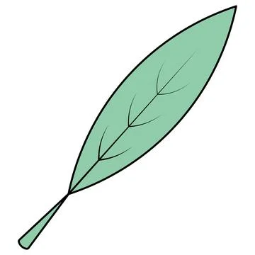 Pointed green leaf. Elongated tree branch with veins. vector illustration. Illustrazione stock