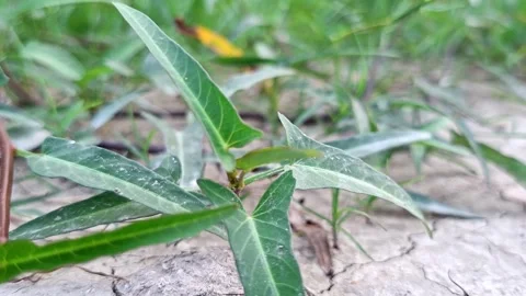 Pointed Green Vines Sprouting On Crusted Dry Silt Stockbeeldmateriaal 341871039
