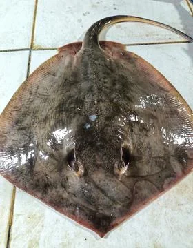 Pointed nose stingrays on the fishmonger's table. Stock Photos