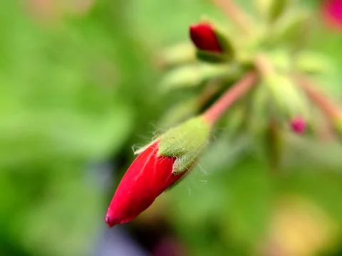Pointed oblong unopened buds of red color in the open air Foto stock