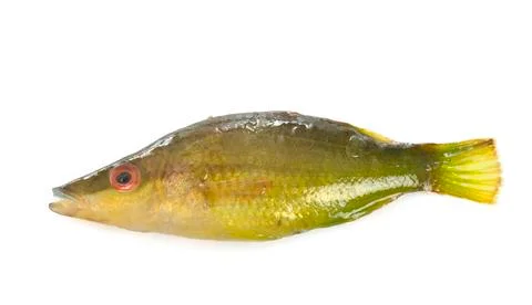 Pointed-snout wrasse in studio Stock Photos