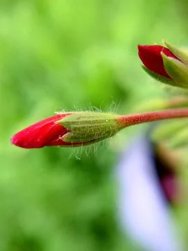 Pointed unopened buds of bright red color on a blurred background Stock Photos