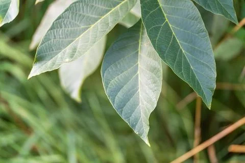 Pointed Walnut Leaflets Hanging Against Blurred Vegetation Stock Photos