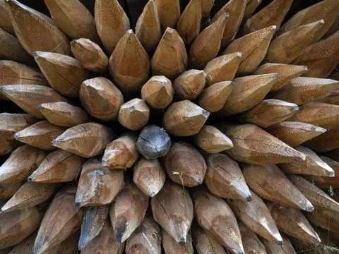 Pointed wood logs pattern inside hut 库存照片