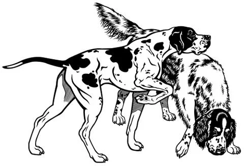Pointer and setter black white 스톡 일러스트