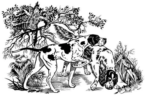 Pointer and setter illustration black white Stock Illustration