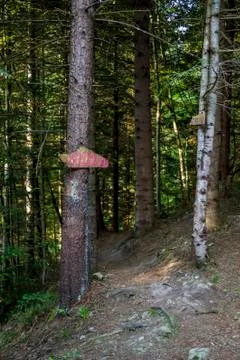 Pointer arrows on a tree Foto stock