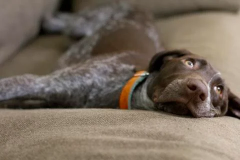 Pointer on Couch Foto stock