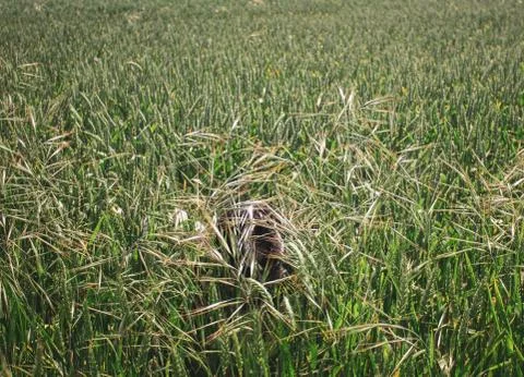 Pointer dog head sticking out among the tall wheat field Stock Photos