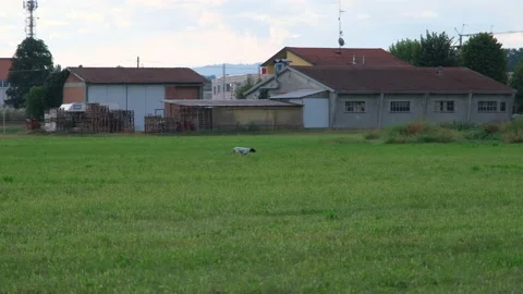 Pointer dog in hunting action in open field Video stock 226520624