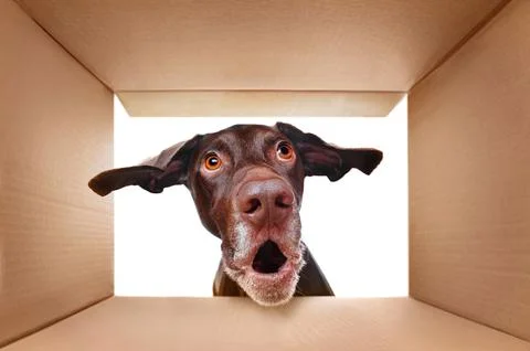 Pointer dog looking into the box with surprise Stock Photos