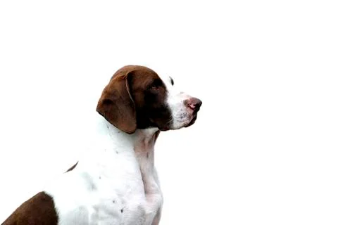 Pointer dog Stock Photos