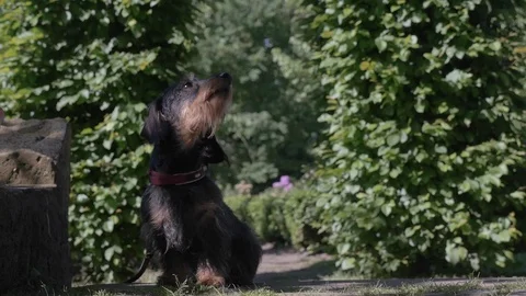 Pointer Dog Puppy Sitting on Garden Path Stock Footage 99447748