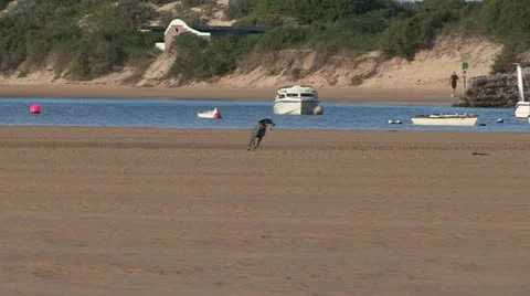 Pointer dog running on beach Stock Footage 11138779
