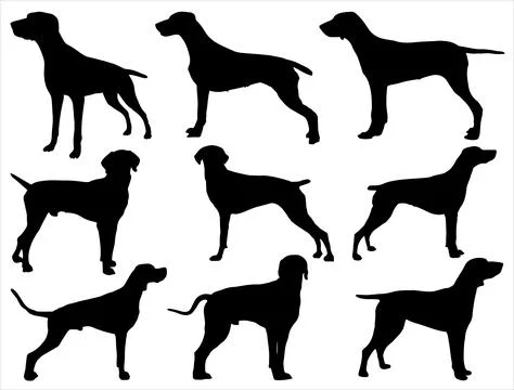 POINTER DOG SILHOUETTE VECTOR ART Stock Illustration