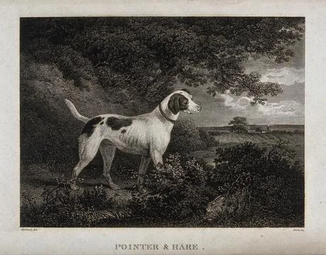 A pointer dog is standing in a forest looking at a hare hiding in the bushe.. Stockillustratie